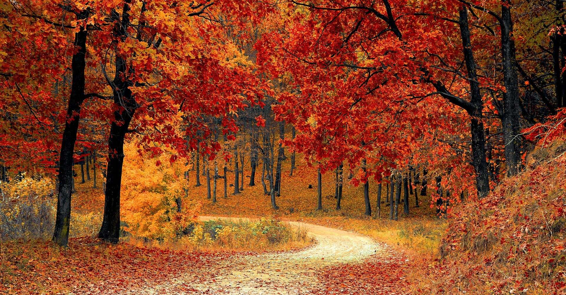 Autumn walk in nature